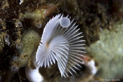 This white fan worm (common name) is an annelid of the cl... by Thomas Heran 